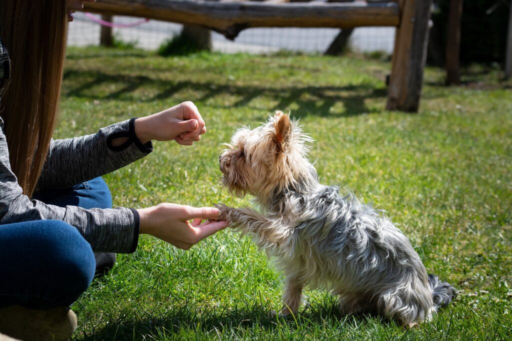 beste manier om honden in de tuin te houden