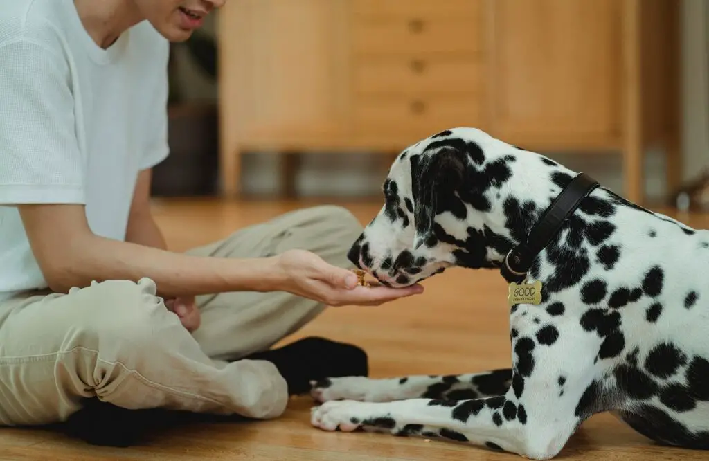 hoeveel moet een hond per dag gevoerd worden 