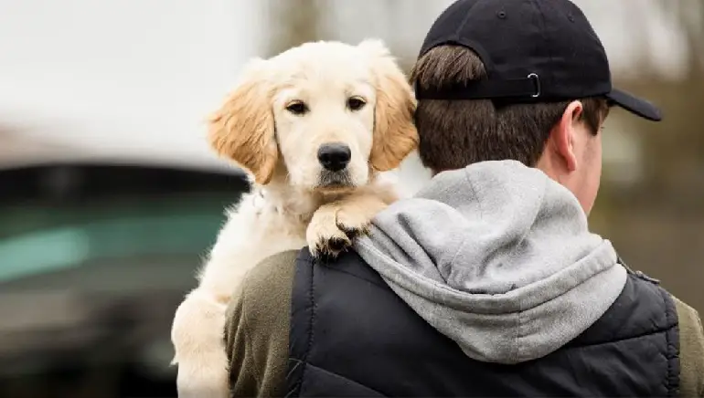 hond stelen
