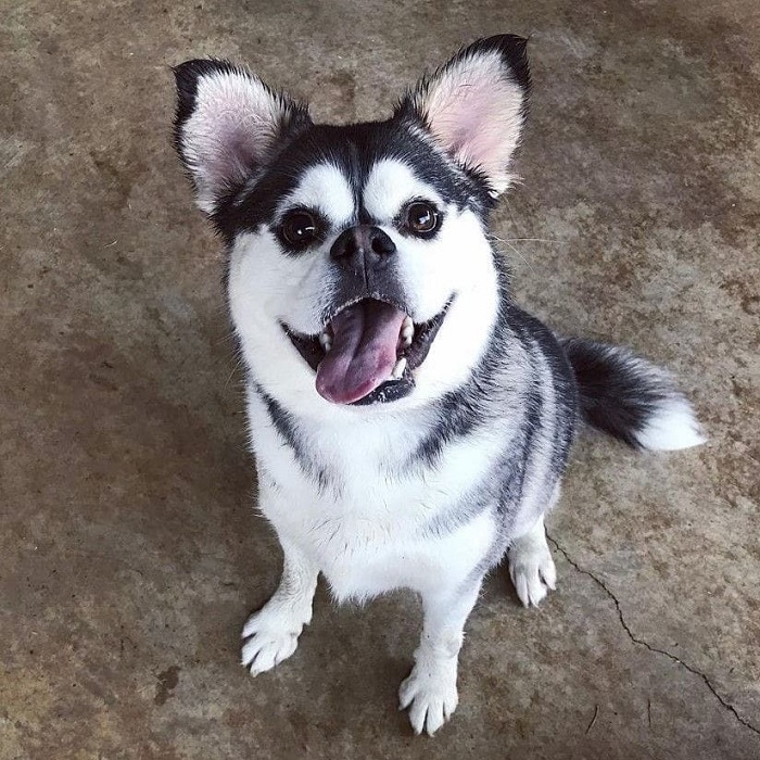 hond die op husky lijkt