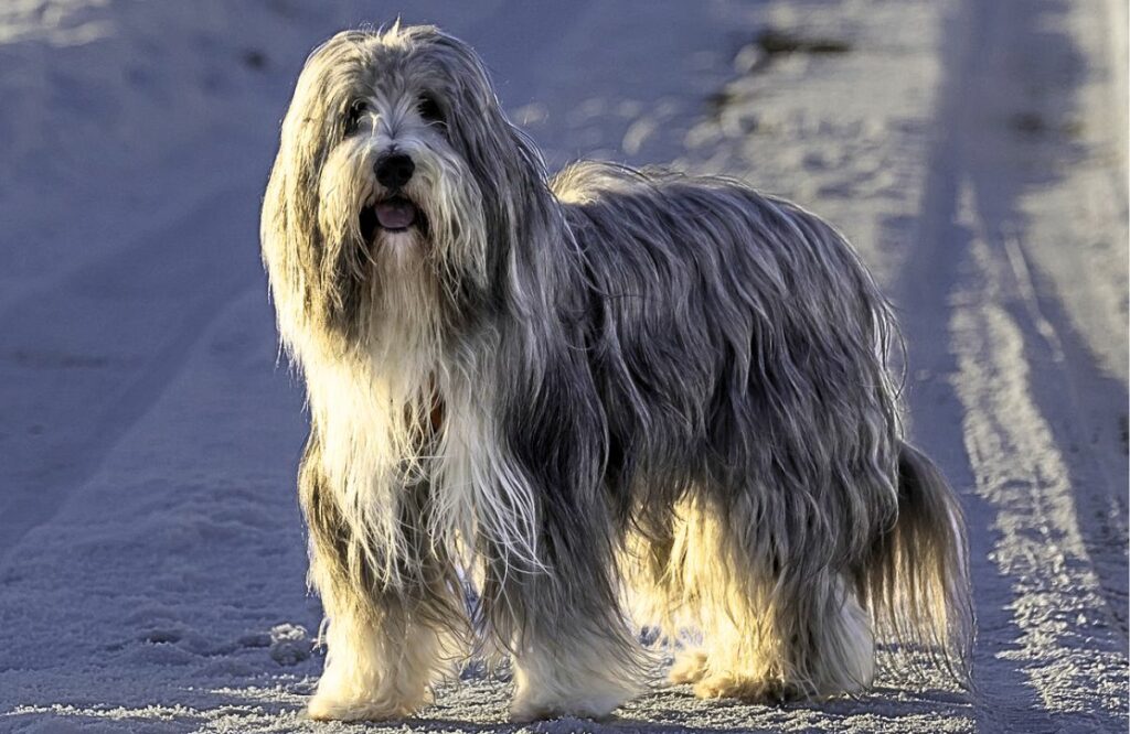 hond met veel haar
