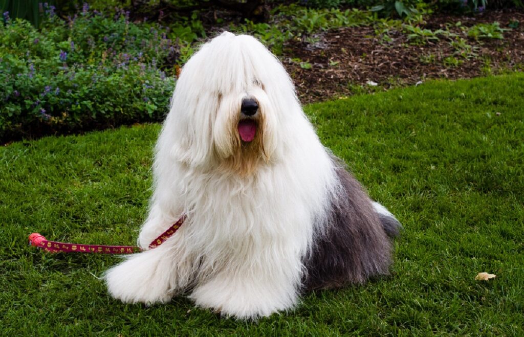 hond met pluizig haar
