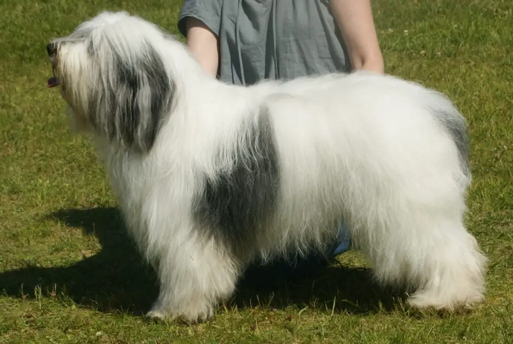 hond met pluizig haar
