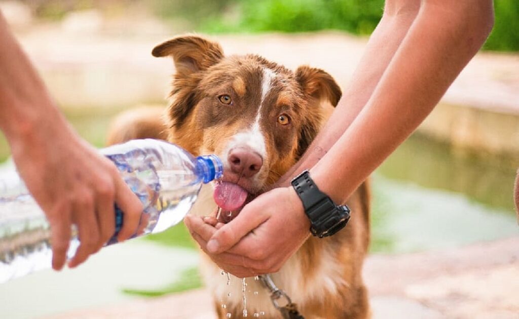 honden bij warm weer