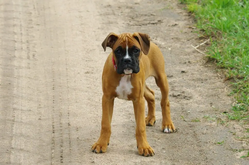 honden voor beginnende eigenaren
