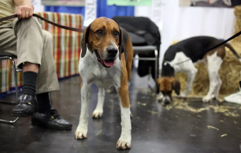 honden in de hondengroep
