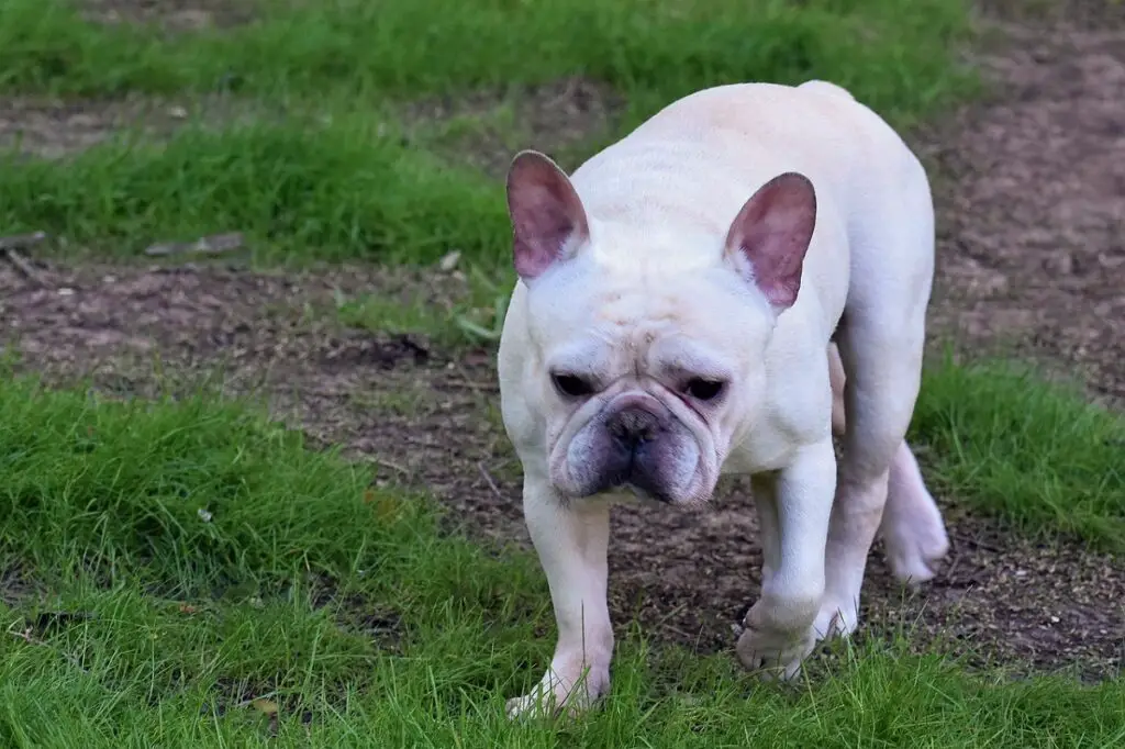 honden zoals Franse bulldogs