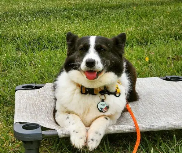 honden gemengd met corgi's
