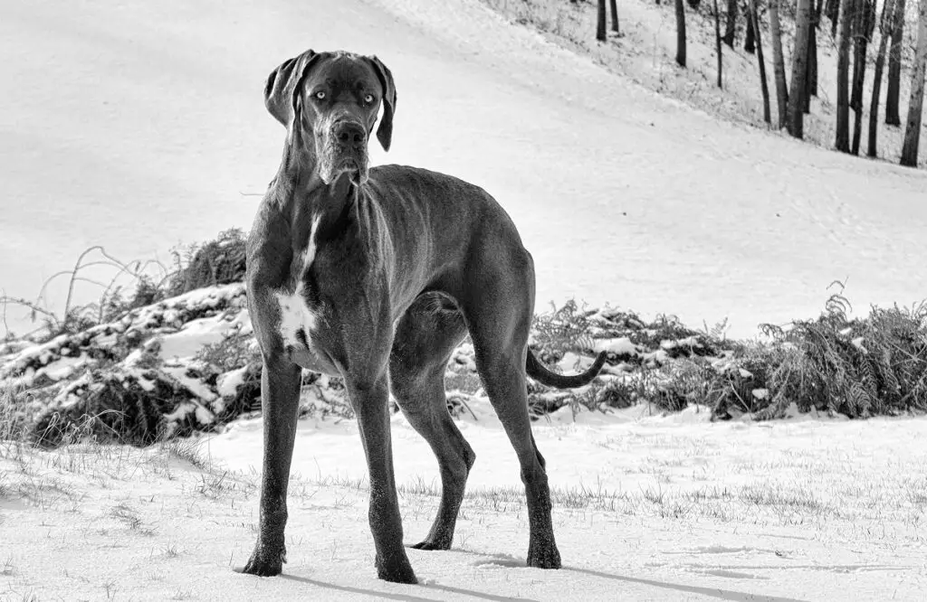 honden die niet blaffen
