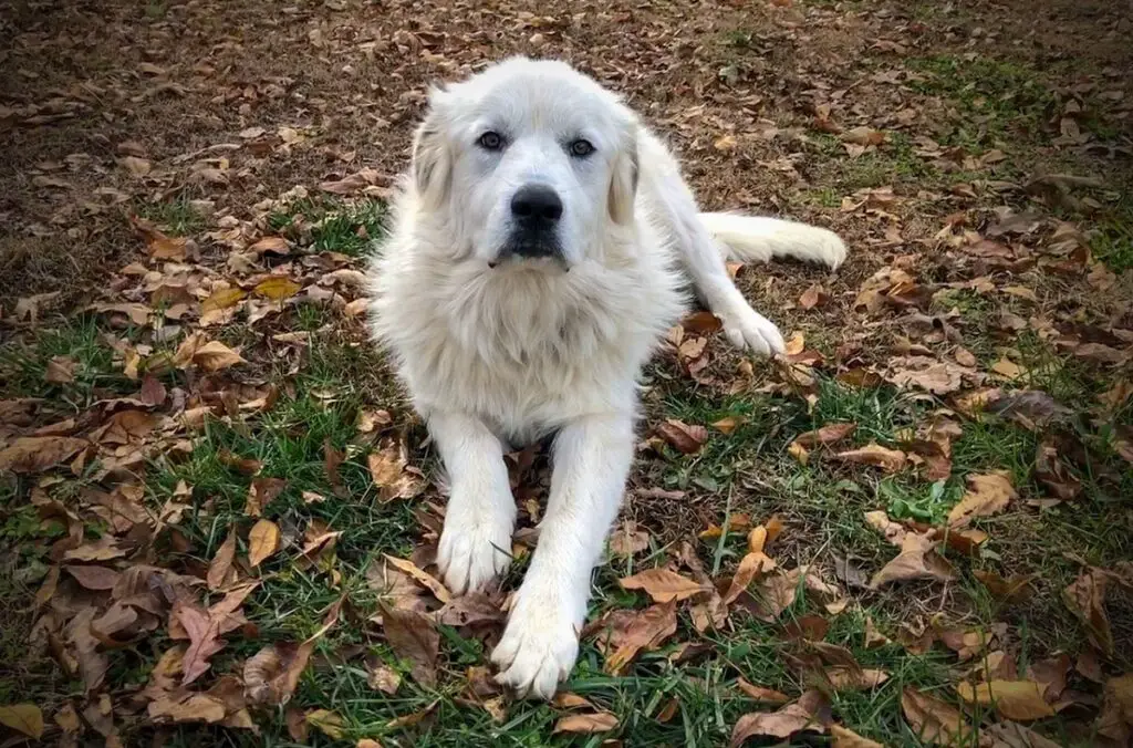 honden die niet veel blaffen en met rust gelaten kunnen worden
