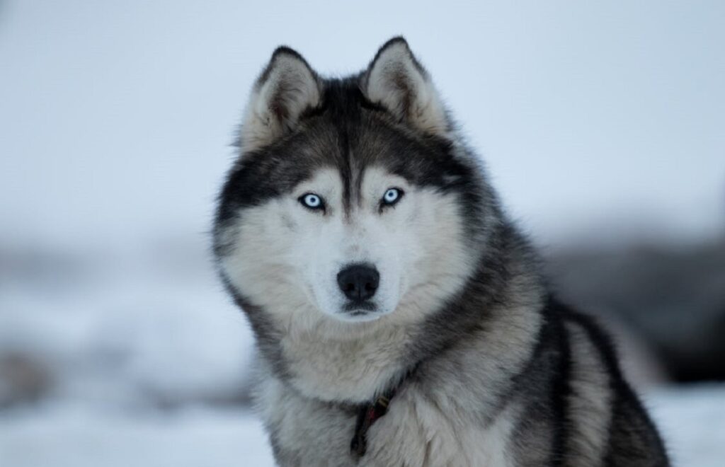 honden met blauwe ogen
