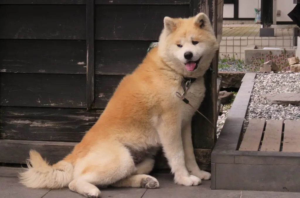 honden die op husky's lijken
