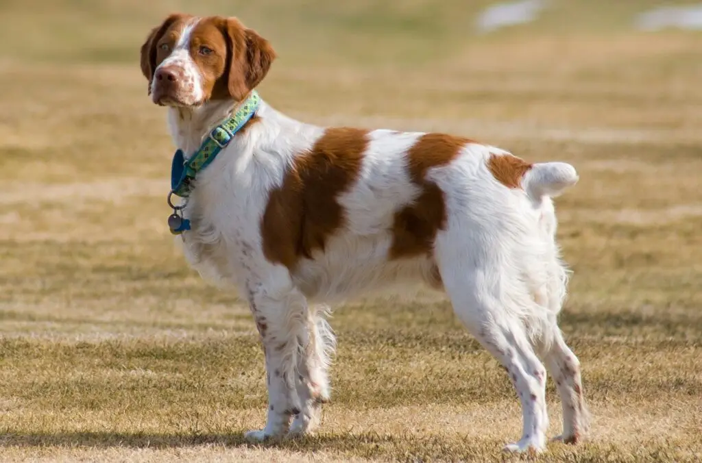 honden onder de 40 pond
