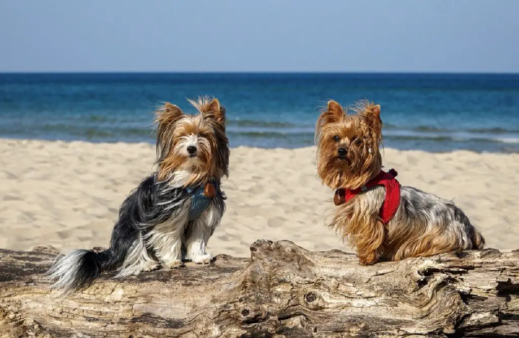 honden die in het leger worden gebruikt
