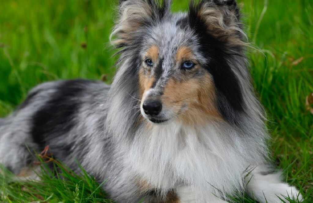 honden met gekleurde ogen
