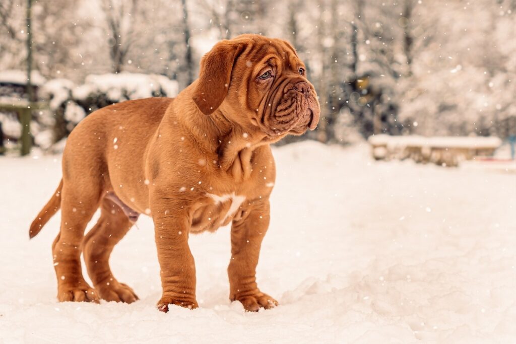 honden met hangende gezichten
