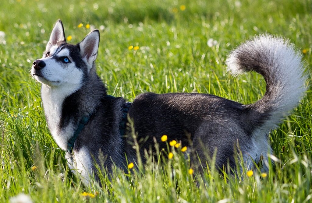 honden met de minste gezondheidsproblemen
