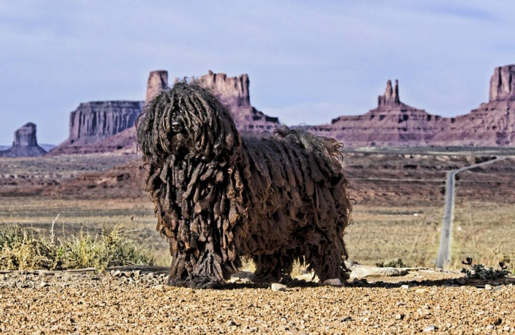 honden met lang haar
