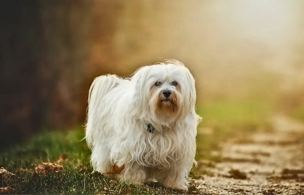 honden met lang steil haar
