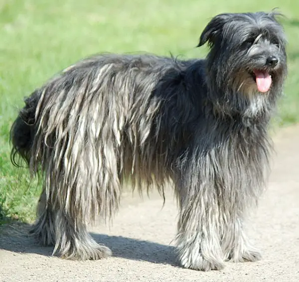 honden met merle-jassen
