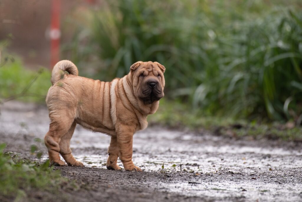 hangende gezicht hond
