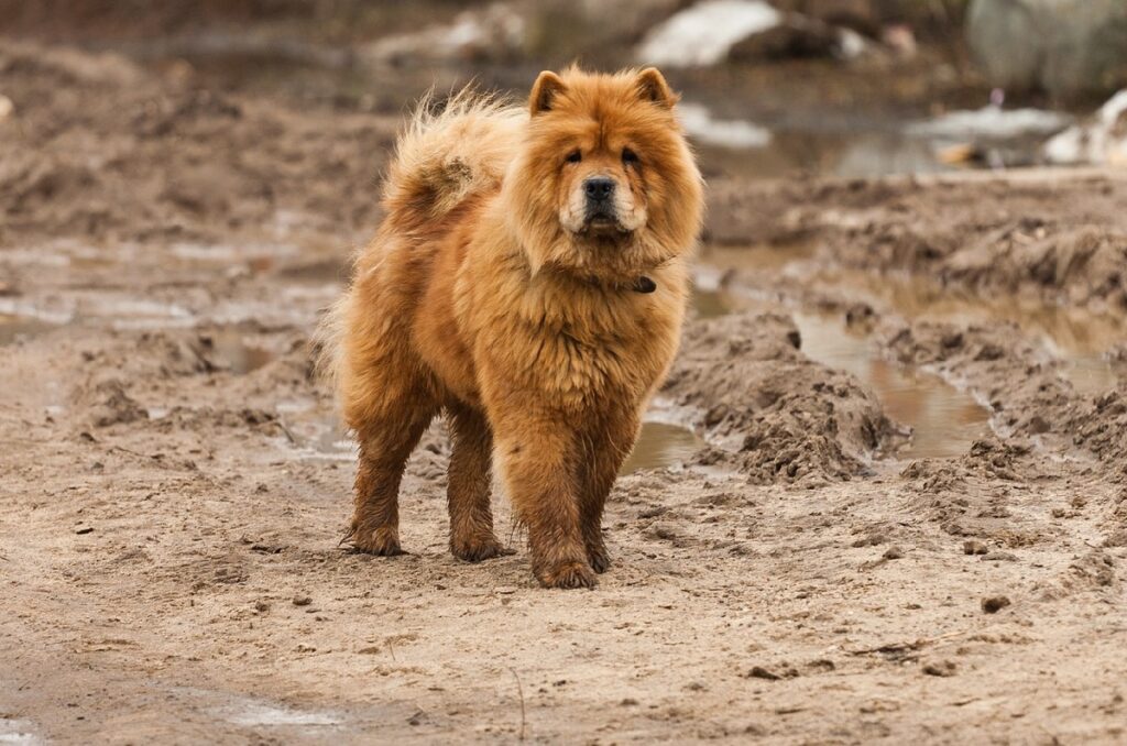 pluizige bruine hond
