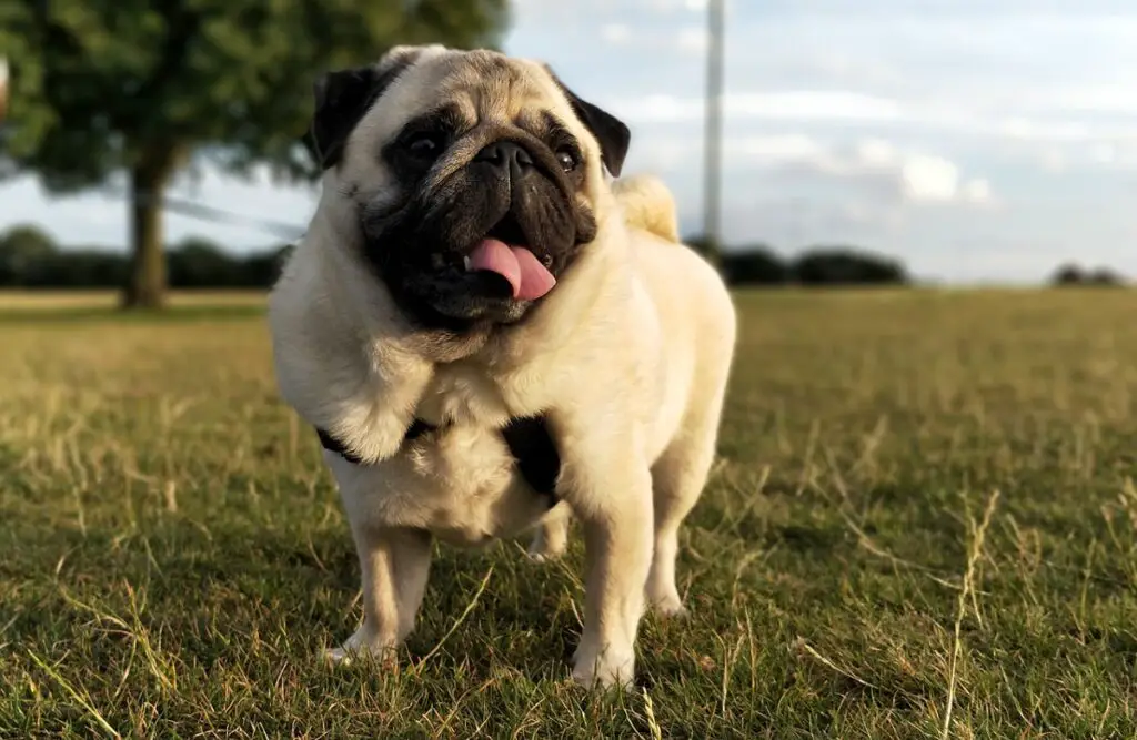 vriendelijkste honden
