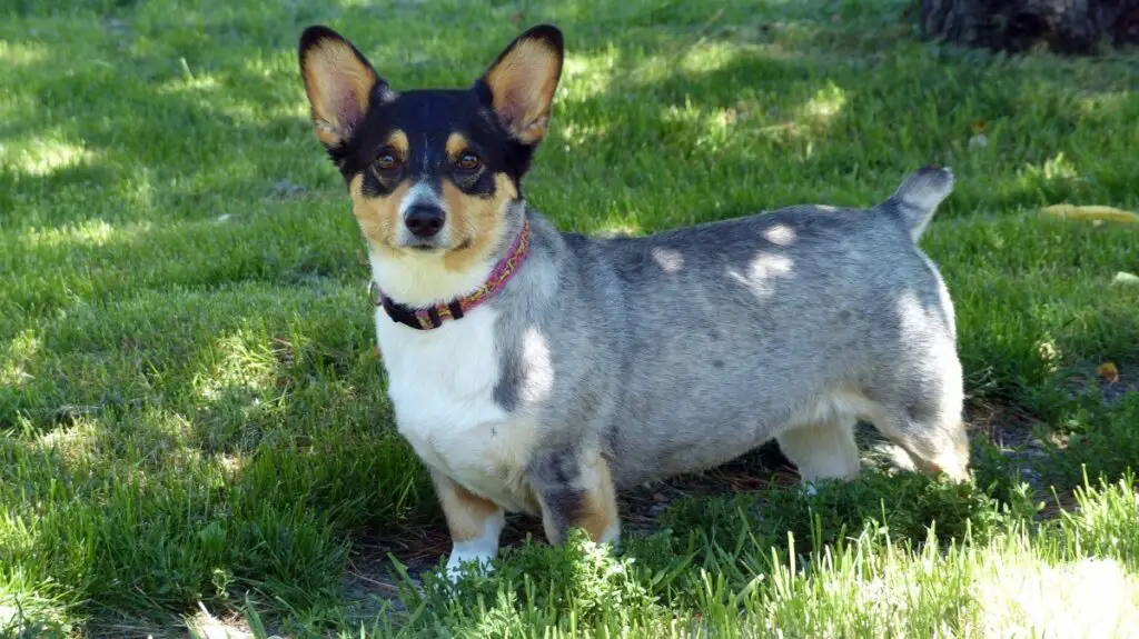 volwassen corgi-heelermix
