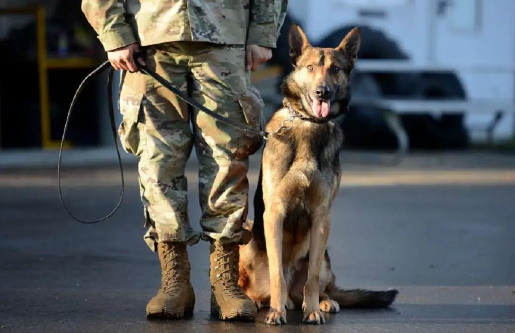 Duitse herder militaire hond
