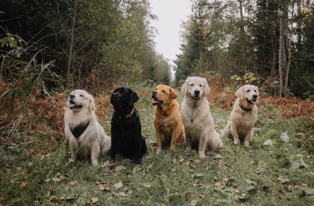 Golden retriever vachttype