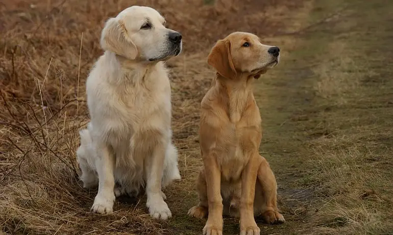 gemiddelde kosten van een goldendoodle retriever