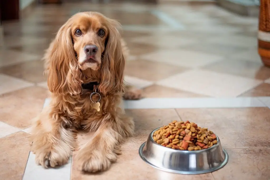 goede honden
