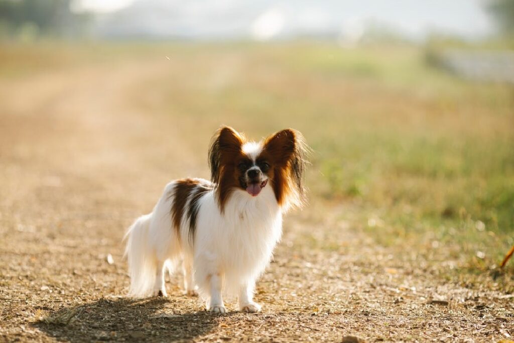 goede honden voor beginnende eigenaren
