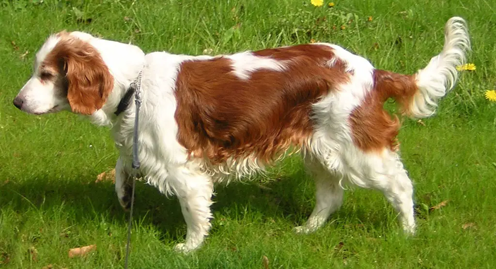 goede middelgrote familiehonden
