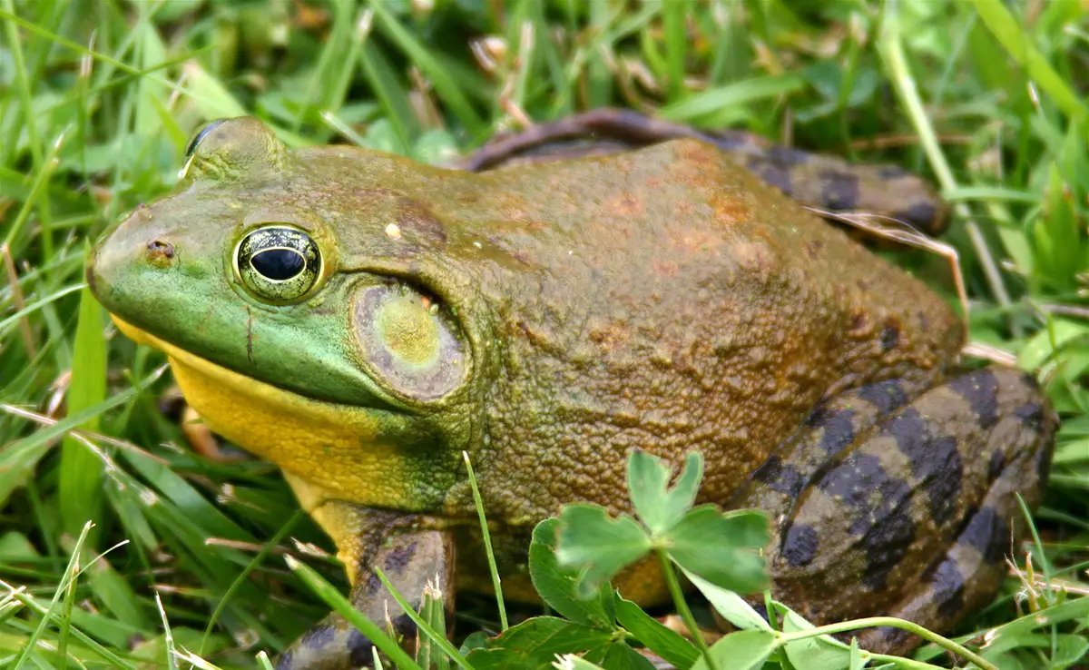 Brulkikker: de grootste kikker: wie is het? Hoe leeft ze?