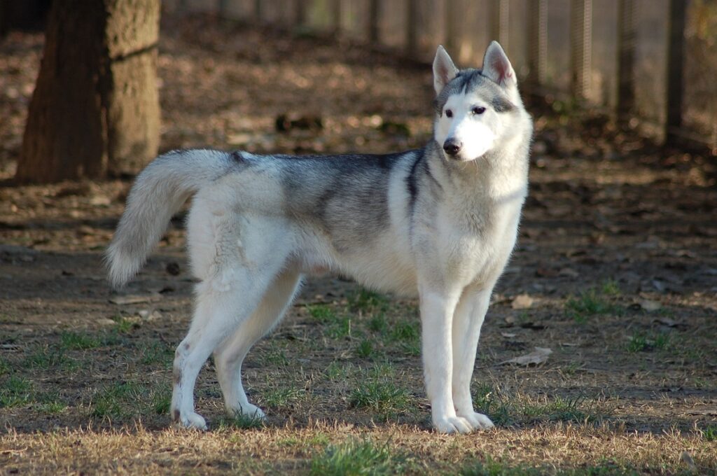 grijze en witte hond
