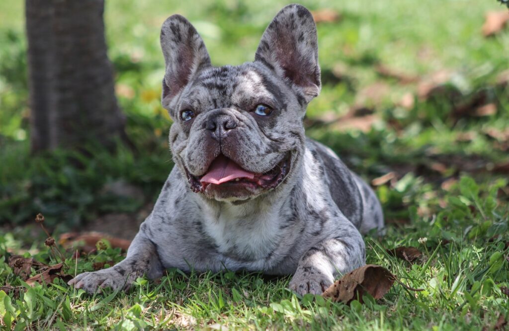 grijze buldog met blauwe ogen
