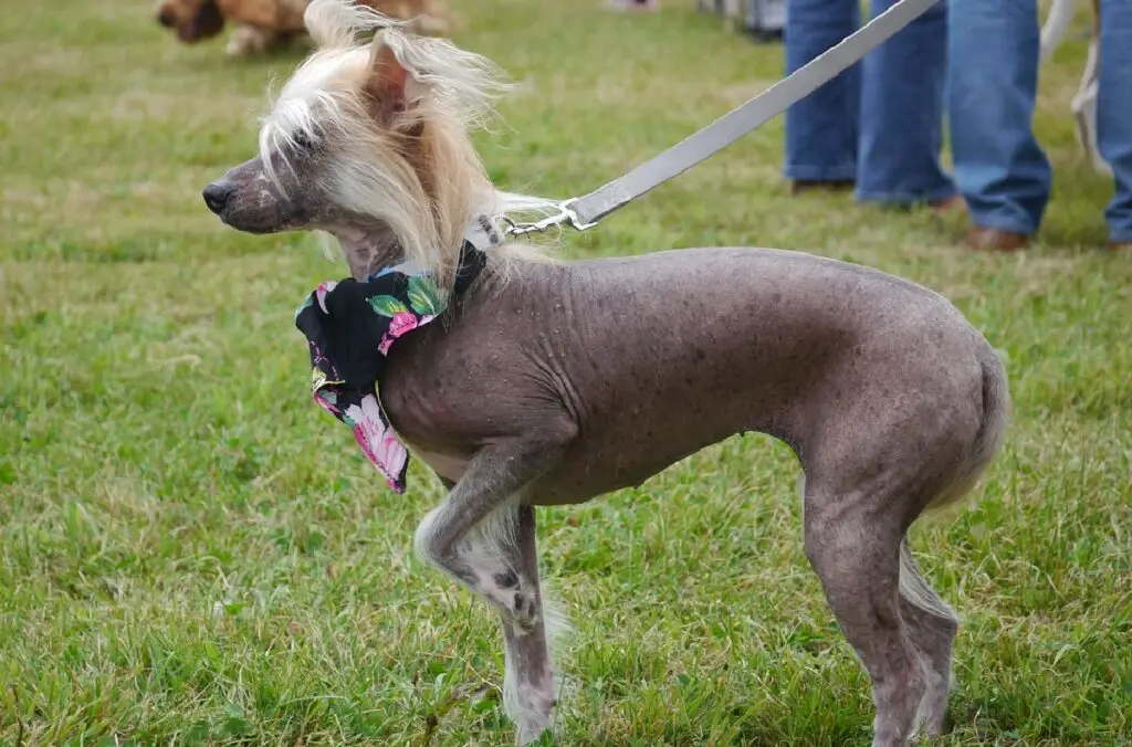 haarloze honden
