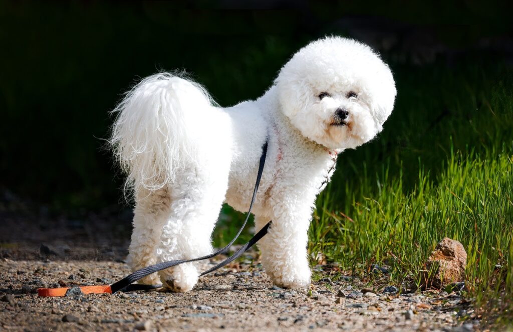 gezonde honden van kleine rassen
