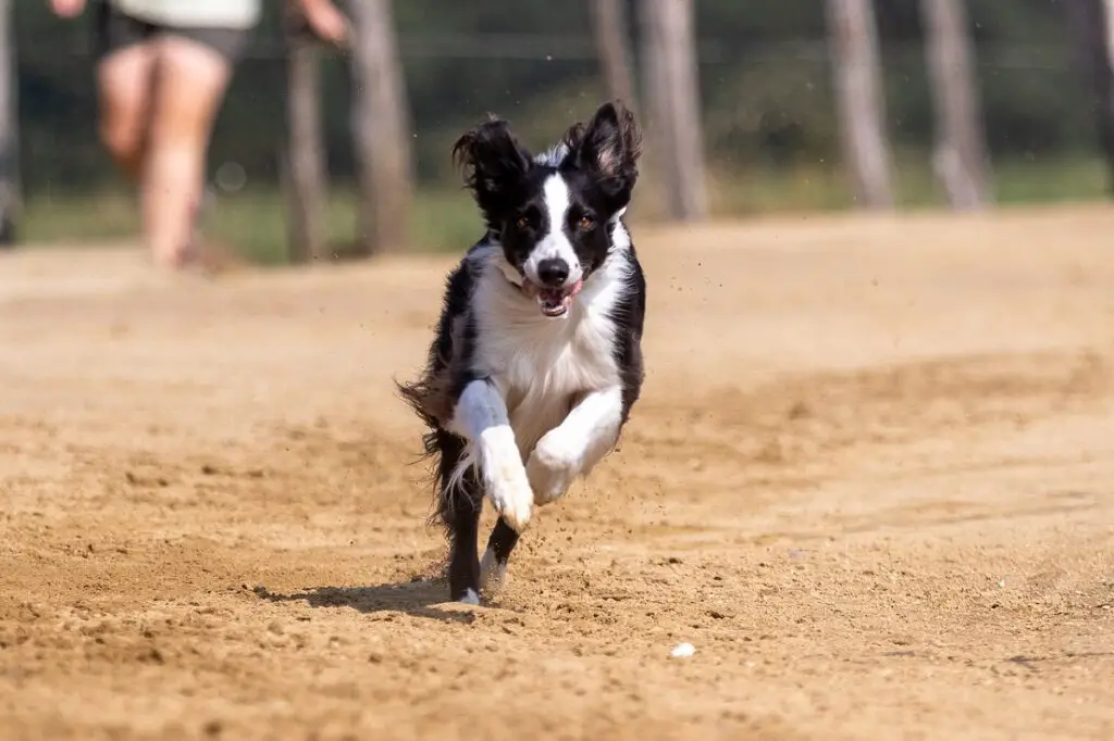 hoe snel kan een border collie rennen
