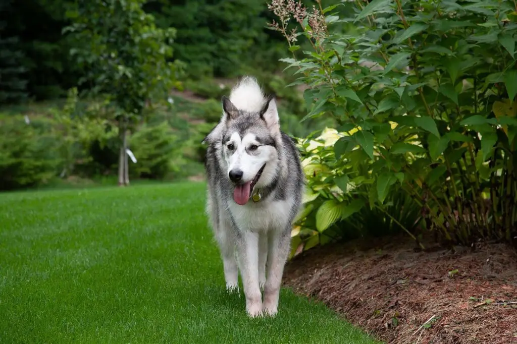 hoe snel kan een husky rennen
