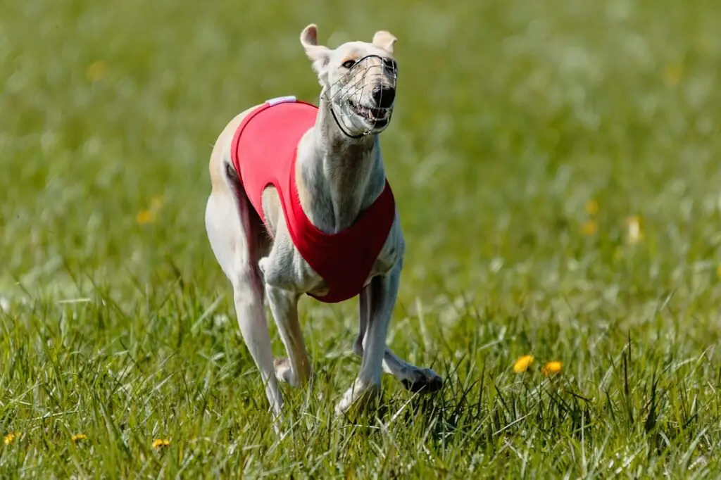 hoe snel kan een whippet rennen
