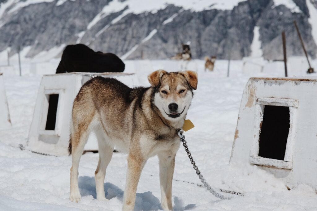 hoeveel huskyrassen zijn er?
