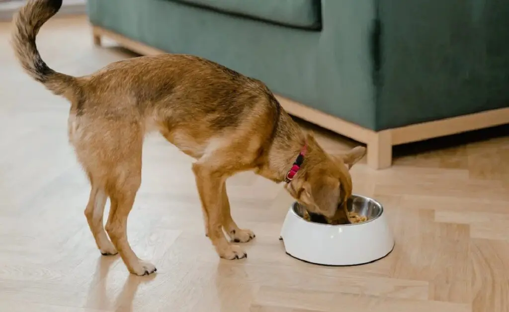 hoe vaak moet ik een hond voeren