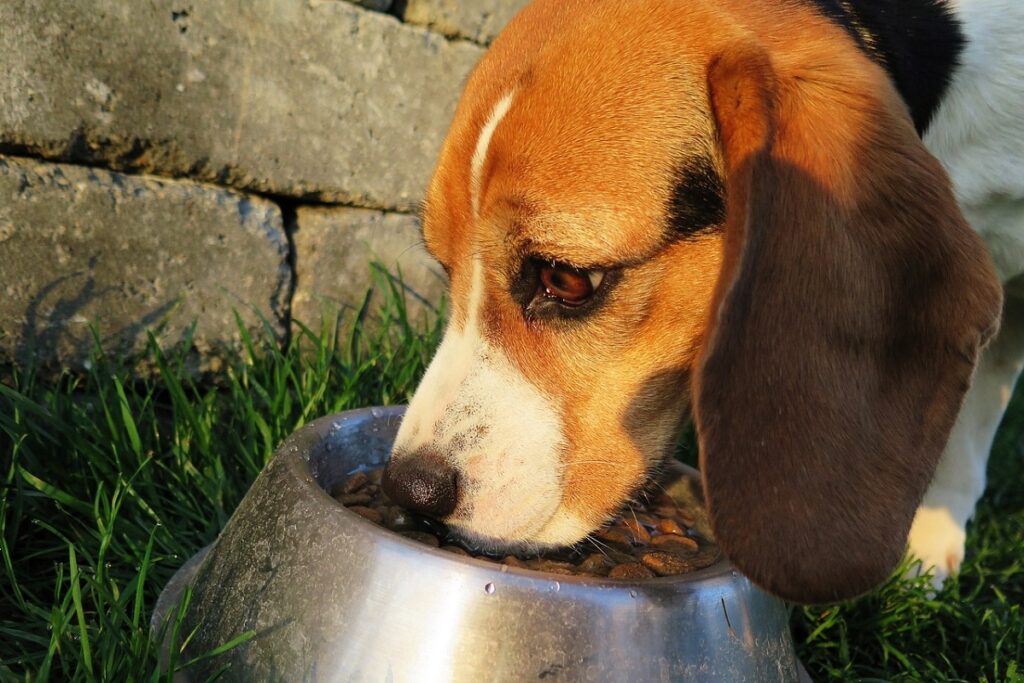 factoren die van invloed zijn op het voeden van een hond