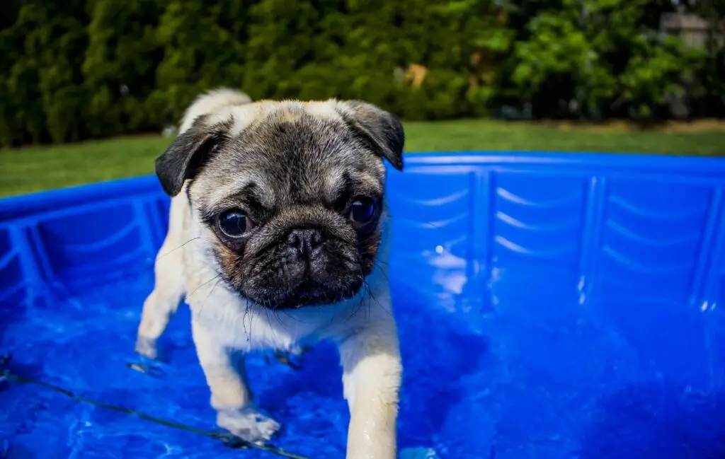 hoe je je hond koel kunt houden in de zomer zonder airco
