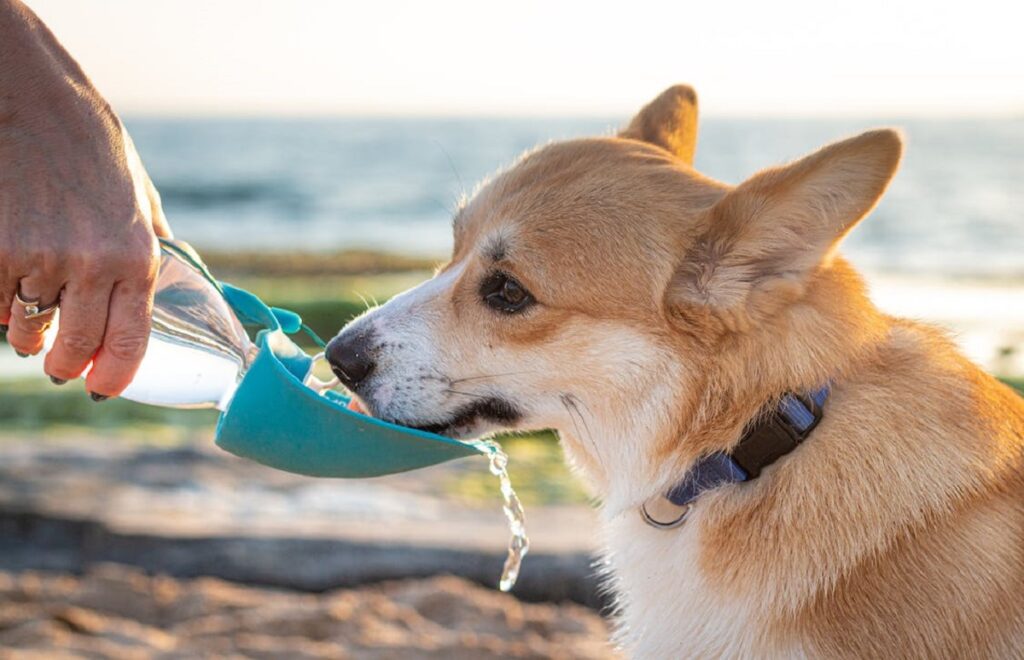 Hoe u uw hond koel kunt houden in de zomer
