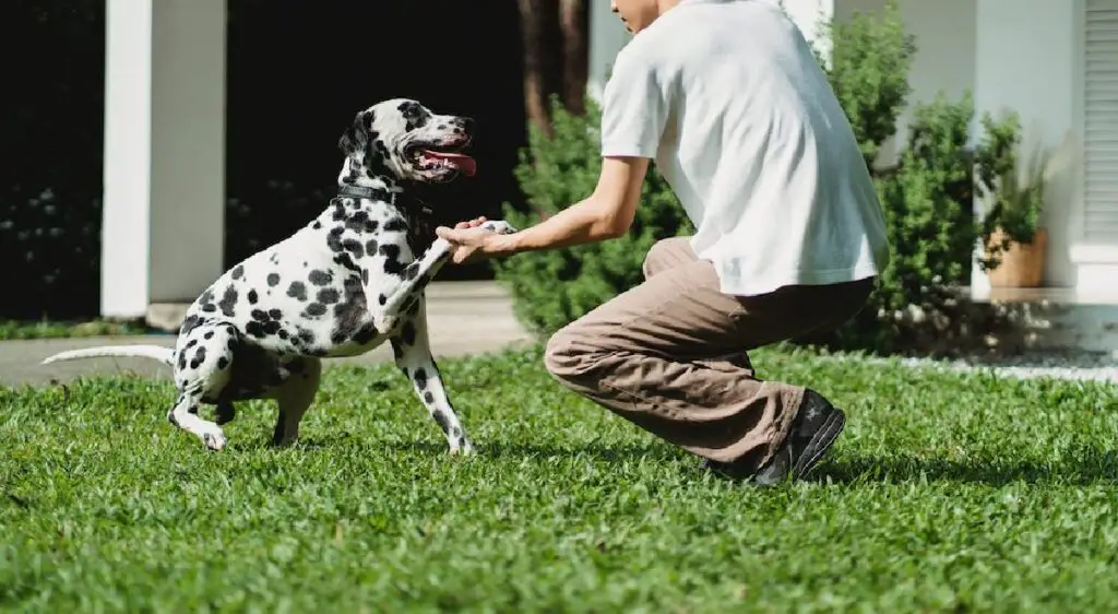 hoe je een hond traint om in de tuin te blijven