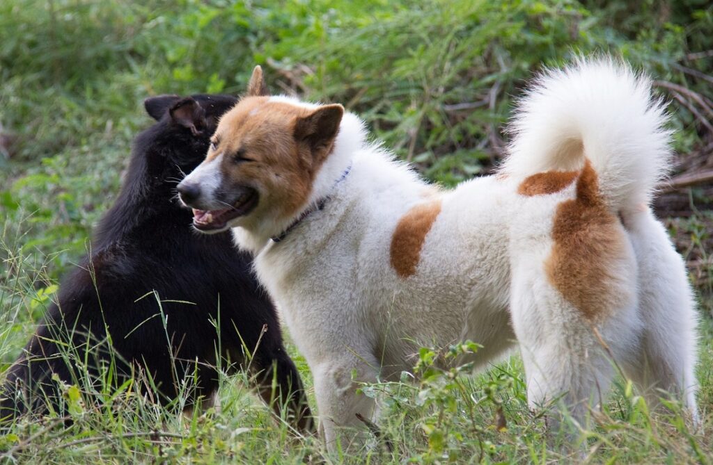 jacht op Aziatische hond