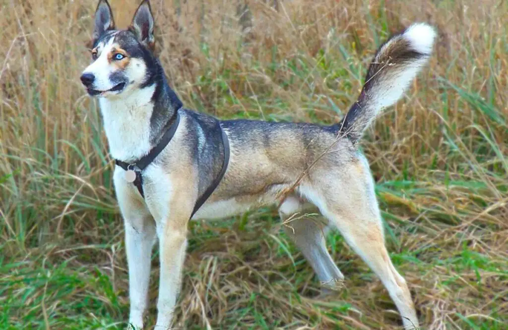 husky breeds 1